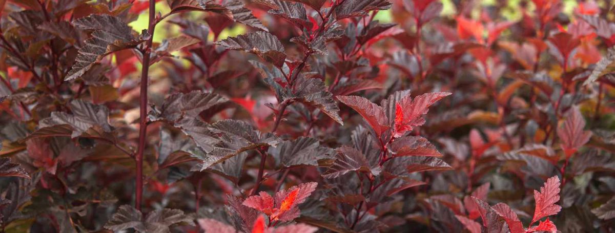 Пузыреплодник Калинолистный: Сорта, Посадка, Уход и Размножение